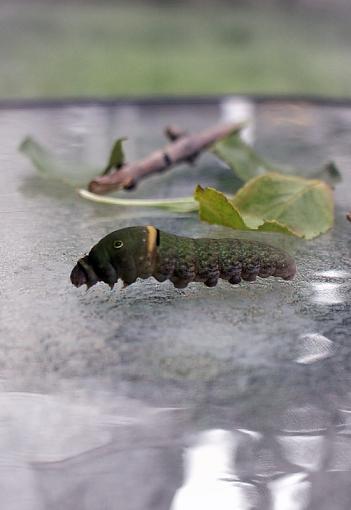 caterpillar?-august-6-09-caterpillar-jane-2.jpg