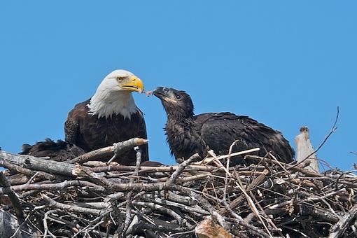 Bald Eagle feeding eaglet-mom_feeding.jpg