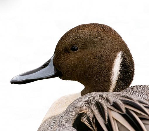 Northern Pintail - male - three shots-northern-pintail-close.jpg