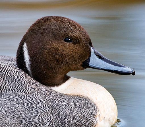 Northern Pintail - male - three shots-pintail-water-.jpg