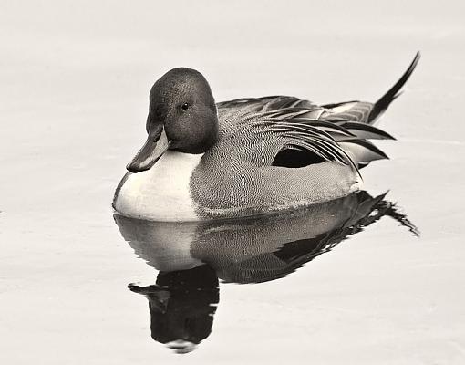 Northern Pintail - male - three shots-northern-pintail-b-w-.jpg