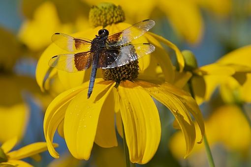 Dragonfly on flower-dragonfly.jpg