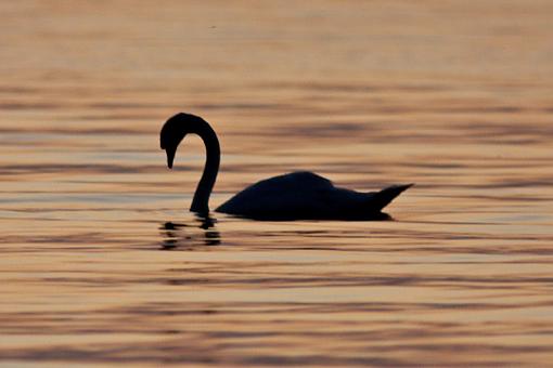 Swans-20090812-img_5065.jpg