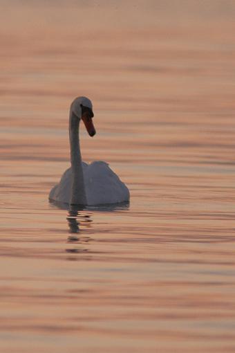 Swans-20090812-img_5062.jpg