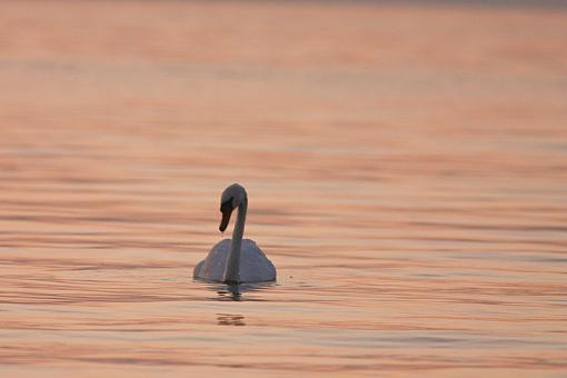 Swans-20090812-img_5061.jpg