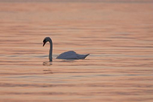 Swans-20090812-img_5056.jpg