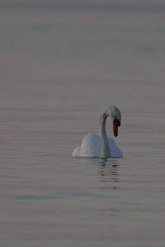 Swans-20090812-img_5031.jpg