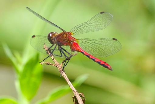 Dragonfly on flower-img_2236.jpg