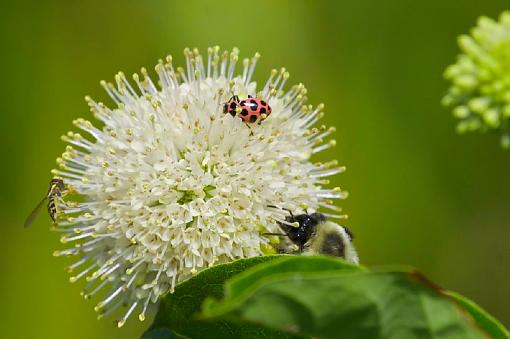 Talk about a popular flower-img_2182.jpg