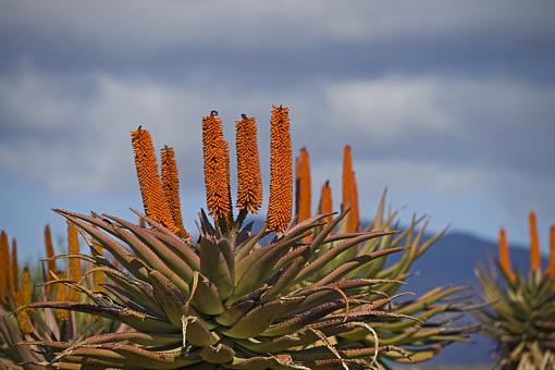 Blooming Aloes-blmng-aloes-cckscmb-_dsc0830r.jpg