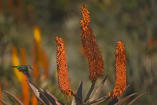 Blooming Aloes-blmng-als-cckscmb-_dsc0777r.jpg