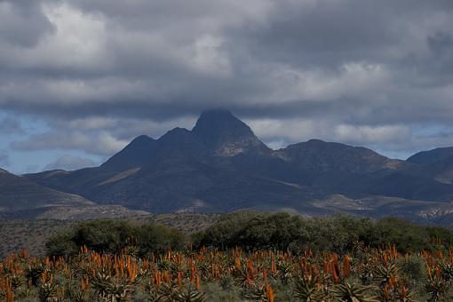 Blooming Aloes-cockscomb-_dsc0751a.jpg