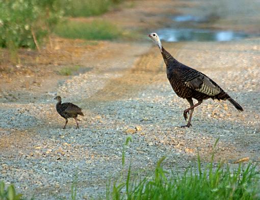 Strange bed fellows-crossingthe-road.jpg