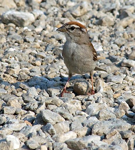 Two curious sweeties-sparrow.jpg