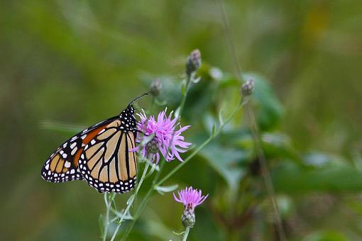 Monarch!-20090811-img_4657.jpg