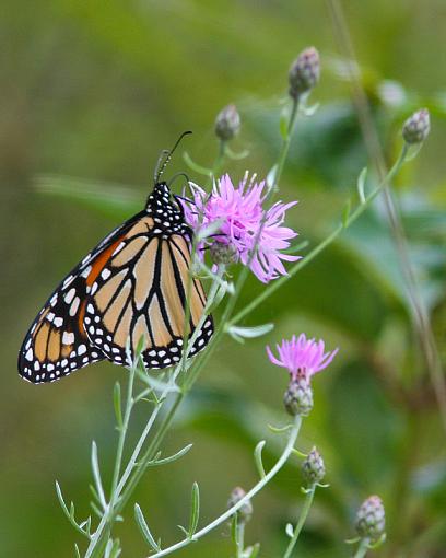 Monarch!-20090811-img_4651.jpg