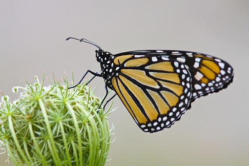 Monarch!-20090811-img_4687.jpg