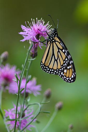 Monarch!-20090811-img_4678.jpg