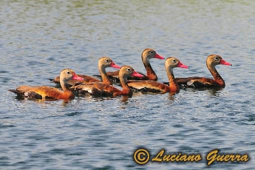 Black bellied whistling ducks-leg_8116c.jpg