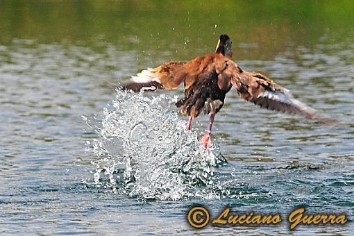 Black bellied whistling ducks-leg_8208c.jpg