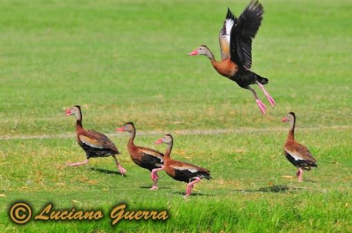 Black bellied whistling ducks-leg_8280c.jpg