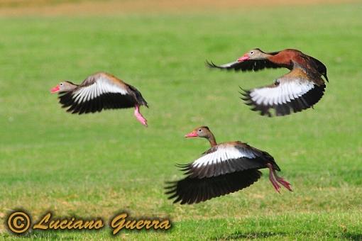 Black bellied whistling ducks-leg_8284c.jpg