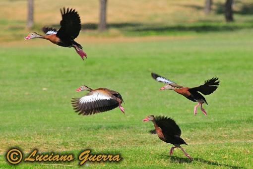 Black bellied whistling ducks-leg_8283c.jpg