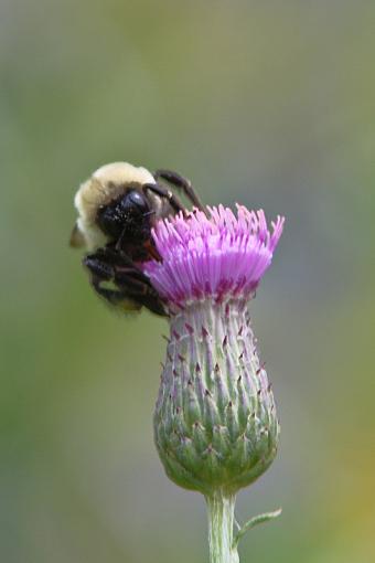 Bees and Hornets-20090822-img_5499.jpg