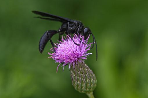 Bees and Hornets-20090822-img_5519.jpg