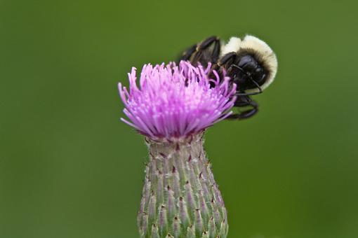 Bees and Hornets-20090822-img_5530.jpg