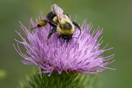 Bees and Hornets-20090822-img_5561.jpg