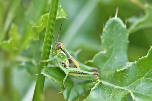 Grasshoppers-20090822-img_5512.jpg