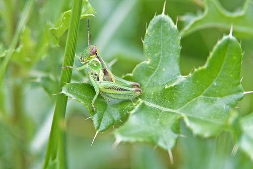 Grasshoppers-20090822-img_5513.jpg