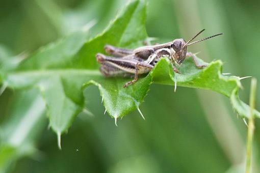 Grasshoppers-20090822-img_5523.jpg