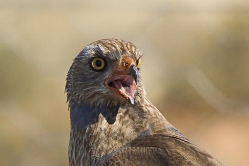 Juvenile Pale Chanting Goshawk-pl-chntng-gshwk-jvnl-hnvr-_dsc4400r.jpg