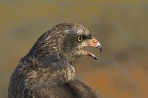 Juvenile Pale Chanting Goshawk-pl-chntng-gshwk-jvnl-hnvr-_dsc4402r.jpg