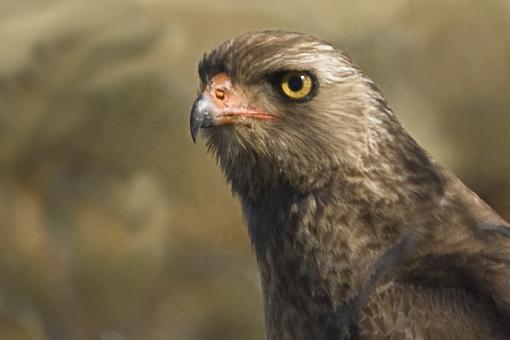 Juvenile Pale Chanting Goshawk-pl-chntng-gshwk-jvnl-hnvr-_dsc4405r.jpg