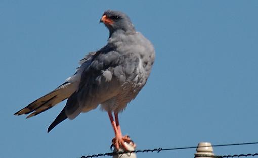 Juvenile Pale Chanting Goshawk-pl-chntng-gshwk-mznp-_dsc4028.jpg