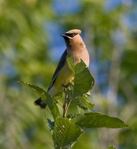 Perched birds from the weekend-waxwing.jpg
