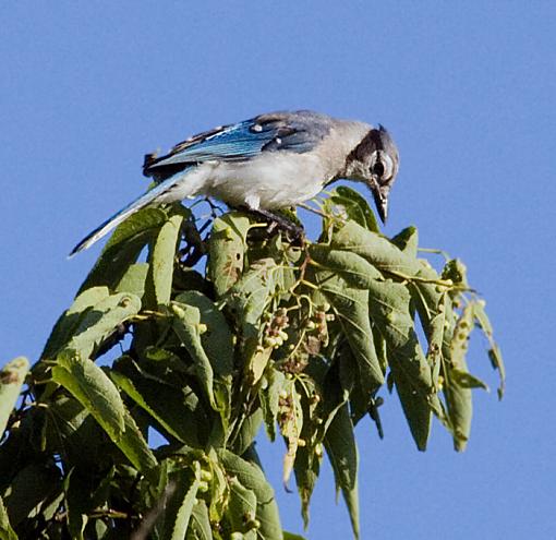 Perched birds from the weekend-bluejay1.jpg