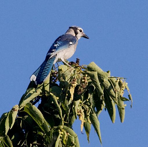 Perched birds from the weekend-bluejay2.jpg