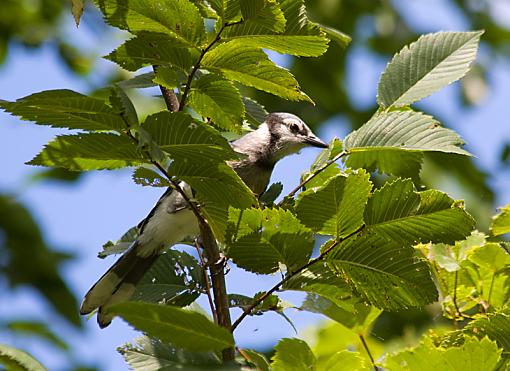 Perched birds from the weekend-bluejay.jpg