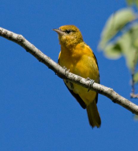 Perched birds from the weekend-babybaltoreole.jpg