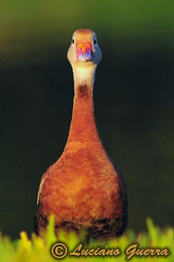 Black bellied whistling ducks-leg_8494c.jpg