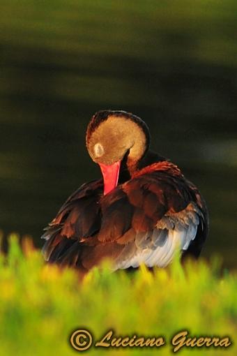 Black bellied whistling ducks-leg_8542c.jpg