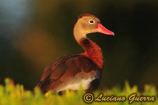 Black bellied whistling ducks-leg_8552c.jpg