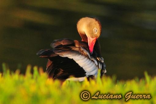 Black bellied whistling ducks-leg_8533c.jpg