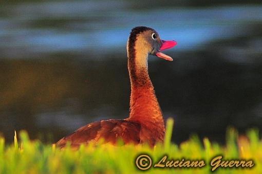 Black bellied whistling ducks-leg_8454c.jpg