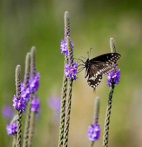 Butterfly and Dragonflies-butterfly.jpg