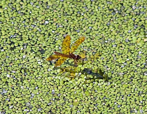 Butterfly and Dragonflies-dragonfly2.jpg